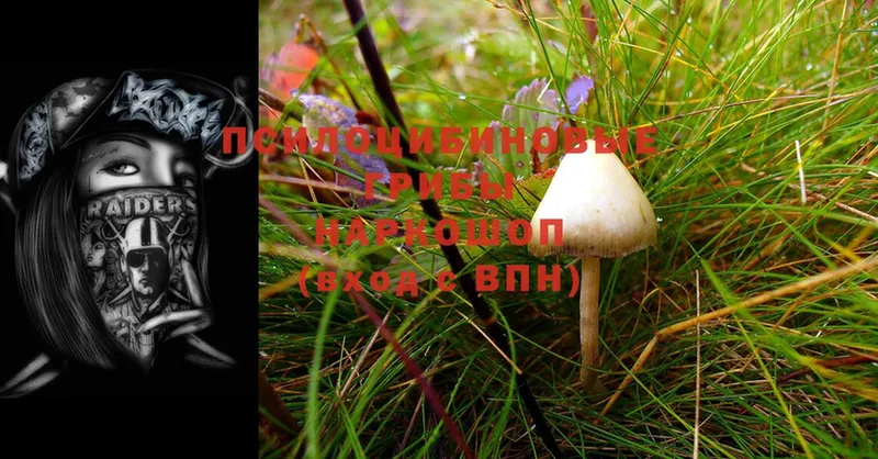 Галлюциногенные грибы Psilocybe  Безенчук 